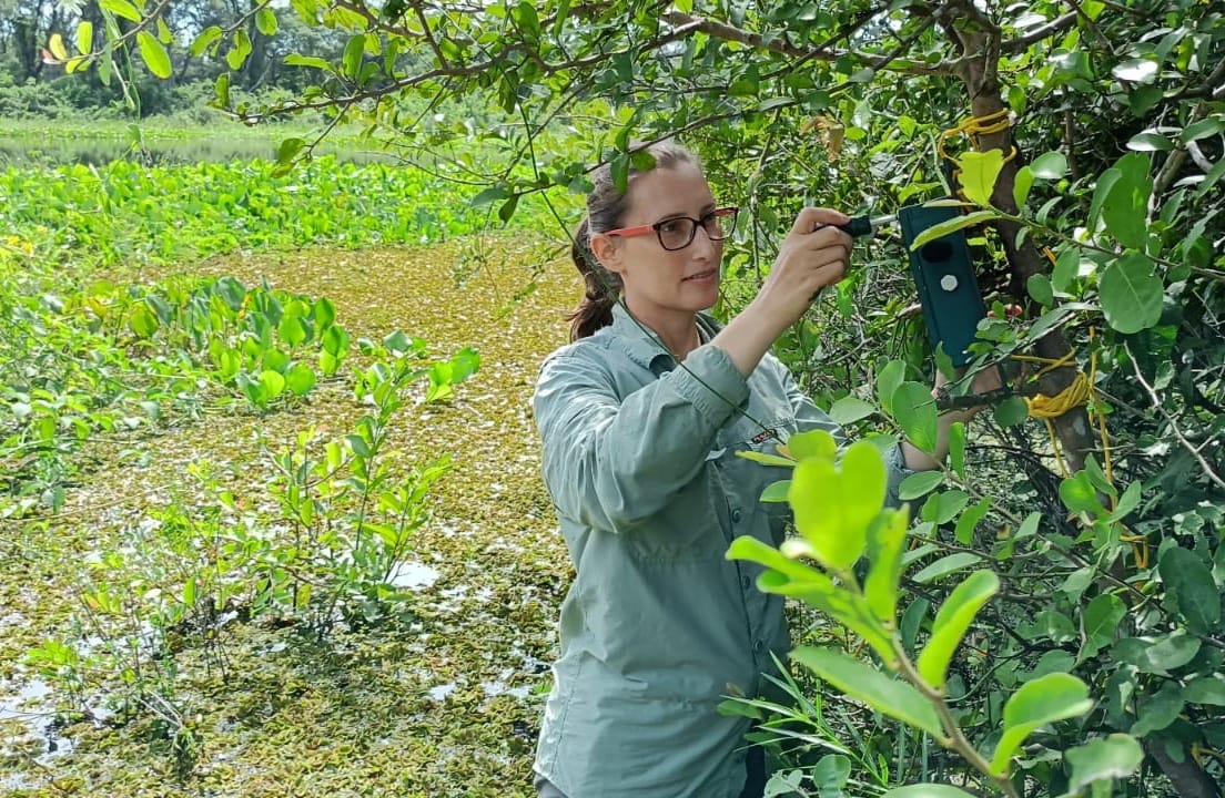 Pesquisa usa sons do Pantanal para medir os impactos das mudanças climáticas no bioma